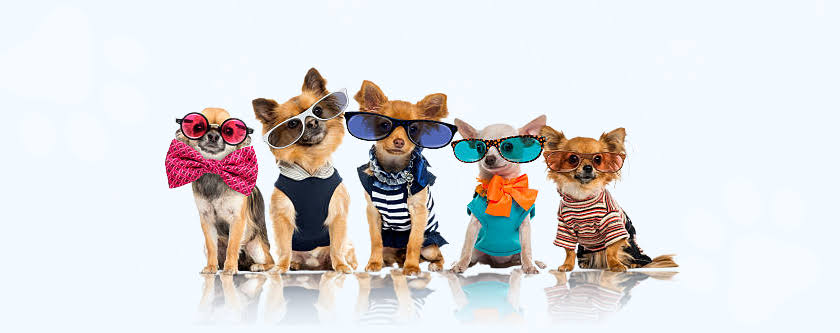 Pet Apparel & Accessories